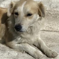 SUNNY - bald in 50859 Köln, Hündin zur Adoption