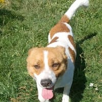 Kimo 💙💙💙 Happy-Home gesucht, Hund zur Adoption