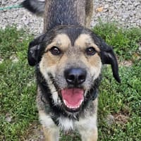 Bobbi sucht sein Glück!, Hund zur Adoption