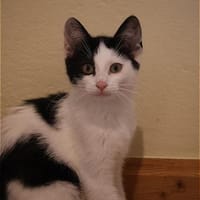 ***Findelkind IDA!***, Katze zur Adoption
