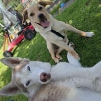 Lieber Hondo ❤ in Niedersachsen, Hund zur Adoption
