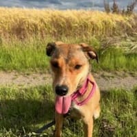 Skylar, Hündin zur Adoption