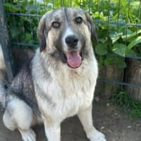 GOBI - schöner junger Rüde sucht Heim, Hund zur Adoption