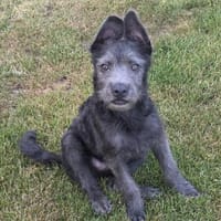 Wunderschöne Hamu, Hündin zur Adoption