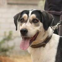 Benno aus 47802 Krefeld, Hund zur Adoption