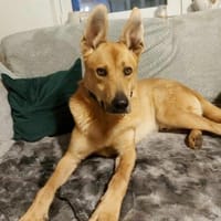Rico sucht dringend neue Menschen, Hund zur Adoption