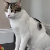 Kater Balou sucht seine tollkühne Crew, Kater zur Adoption