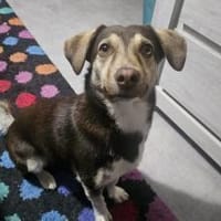 Cherie wartet schon auf dich, Hündin zur Adoption