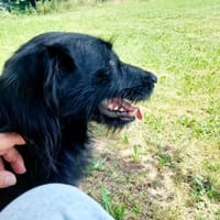 Elmo - sensibler Begleiter sucht Euch, Hund zur Adoption