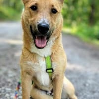 Fröhlicher GRU sucht ein Zuhause!, Hund zur Adoption