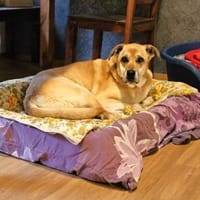Schmuseopa Amerigo sucht sein Zuhause, Hund zur Adoption