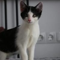 Missy sucht ihre neue Familie!, Katze zur Adoption