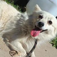 Bessy, einfach auf die Strasse gesetzt, Hündin zur Adoption