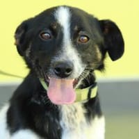Pepe sucht seine Familie..., Hund zur Adoption