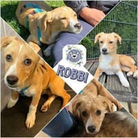 ROBBI * Sonnenschein mit großem Herzen, Hund zur Adoption