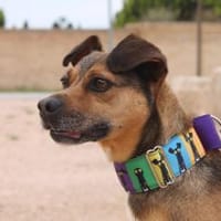 Carpios Papierflieger endlich zu Hause?, Hund zur Adoption