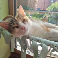 SORINA wünscht sich neues Zuhause, Katze zur Adoption