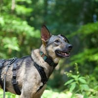 junge, smarte Frida sucht Zuhause, Hündin zur Adoption