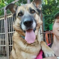 Herzenshund ASTON, Hund zur Adoption