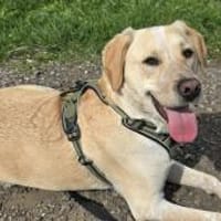 Nacho sucht ein neues Zuhause, Hund zur Adoption