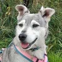 Herzensbrecherin MILLI, Hündin zur Adoption