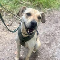 Ruhig treu verschmust lieb = NONA ♥, Hündin zur Adoption