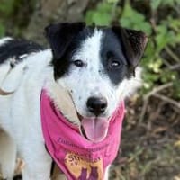 Sonnenschein Tonia sucht ihre Menschen, Hündin zur Adoption