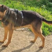 Traumhund Pluto sucht seine Familie, Hund zur Adoption