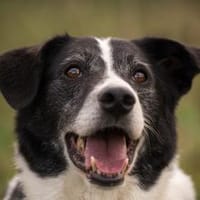 Bim   sucht das Glück, ..., Hund zur Adoption