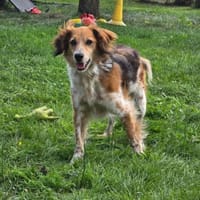 Toni sucht -Tonimenschen-  mit 1. Hund, Hund zur Adoption