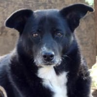Berry hat eine neue Chance verdient, Hündin zur Adoption