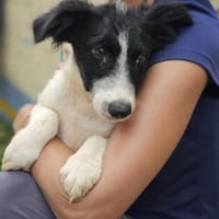 Lui wartet in 97499 Traustadt, Hund zur Adoption