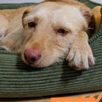 Mimi - ängstliche Zaubermaus, Hündin zur Adoption