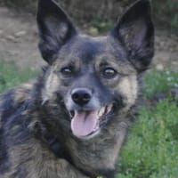 NEO - ruhiger Schatz sucht ein Zuhause, Hund zur Adoption