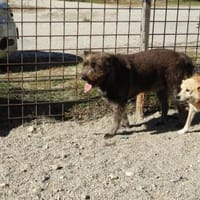 Lobo, gutmütiger Hund sucht Zuhause, Hund zur Adoption