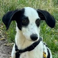 Malley, geb. 04/2025, 39108 Magdeburg, Hündin zur Adoption