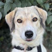 Limja, geb. ca. 04/2022, 35102 Lohra, Hündin zur Adoption