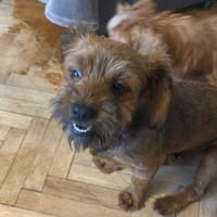 Kleine Zuckerschnute Dani sucht Zuhause, Hündin zur Adoption