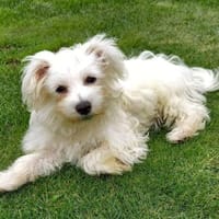 Sunny in 27478 Cuxhaven #, Hund zur Adoption