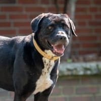 Findet WASHINGTON das Glück bei dir?, Hund zur Adoption