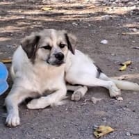 Bella - bald in 50969 Köln, Hündin zur Adoption