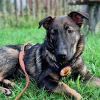 Schäfi-Mix Bonus sucht aktive Familie, Hund zur Adoption