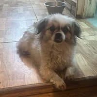 Flocke sucht ihr Körbchen, Hündin zur Adoption