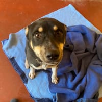PAA22962 HEYKO, chien à adopter
