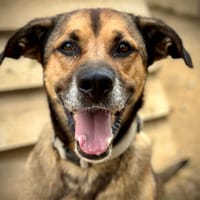 Midgard, chien à adopter