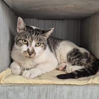 CATUCCINO, chat à adopter