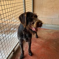 DARK PAA22966, chien à adopter