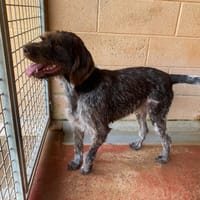 POPPY PAA22967, chienne à adopter