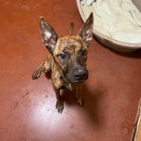 PAA22961 IDAO, chienne à adopter