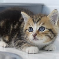 MERCEDES, chatte à adopter